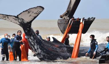 Regresaron al mar a dos ballenas varadas en la costa bonaerense