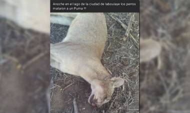 Laboulaye: indignación por la matanza de un puma en la localidad