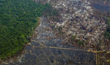 La deforestación de la Amazonía marcó un nuevo récord para febrero