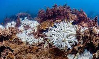 La Gran Barrera de Coral australiana sufre un blanqueamiento por las altas temperaturas