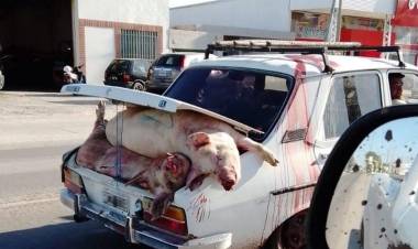 Marcos Juárez: ya hay 30 sospechosos por el saqueo al camión cargado de cerdos