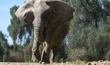 El Gobierno autorizó el traslado de Kenia, la elefanta de Mendoza que irá a un santuario en Brasil
