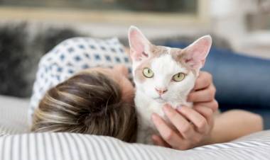 Dormir con el gato, ¿un placer o una condena?