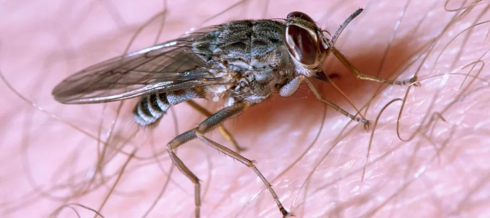 Cómo funciona el medicamento contra la enfermedad tropical del sueño, que transmite la mosca tsetsé