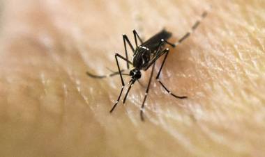 Confirman más 28 mil casos de dengue y más de 900 casos de chikungunya en todo el país