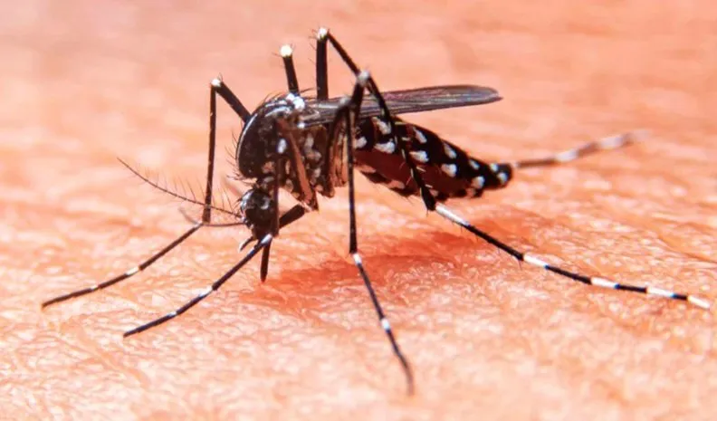 Fiebre, cansancio y dolores musculares, los síntomas más frecuentes del dengue