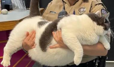 Final feliz: le encontraron hogar al gato "más grande del mundo"