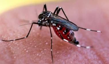 Dengue: Hay más de 71.000 casos en todo en el país