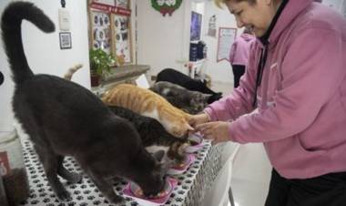 El "Café de gatos" del Abasto en el que se puede interactuar con 11 felinos
