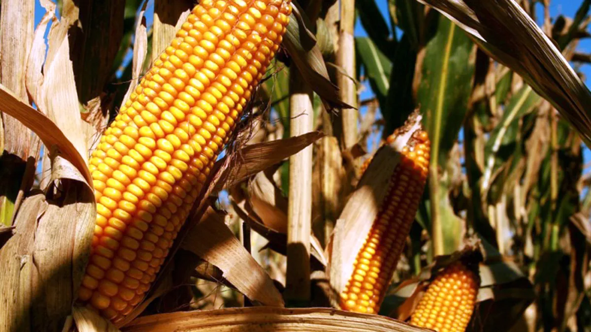 El valor bruto de la cosecha de maíz cordobés aumentó 124 mil millones de pesos
