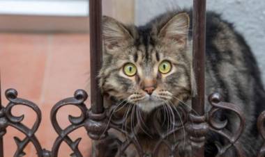 El robo del gato "Mishu": la Cámara abrió la puerta para la "probation" de los acusados