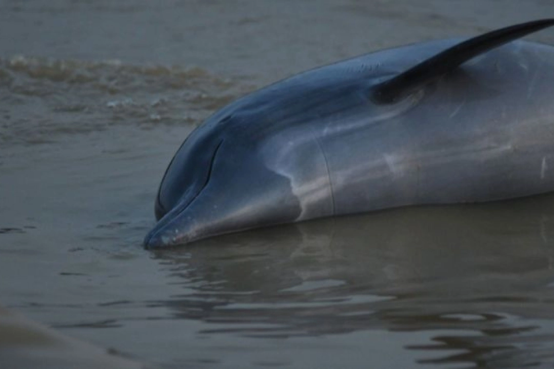 Cientos de delfines murieron por la ola de calor en el Amazonas