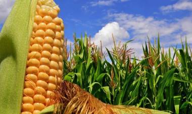 Productores de soja y maíz siguen sin vender unas 10 millones de toneladas de granos