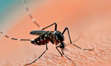 En 2023 se registraron más de 134.000 casos de dengue y 68 muertes en el país
