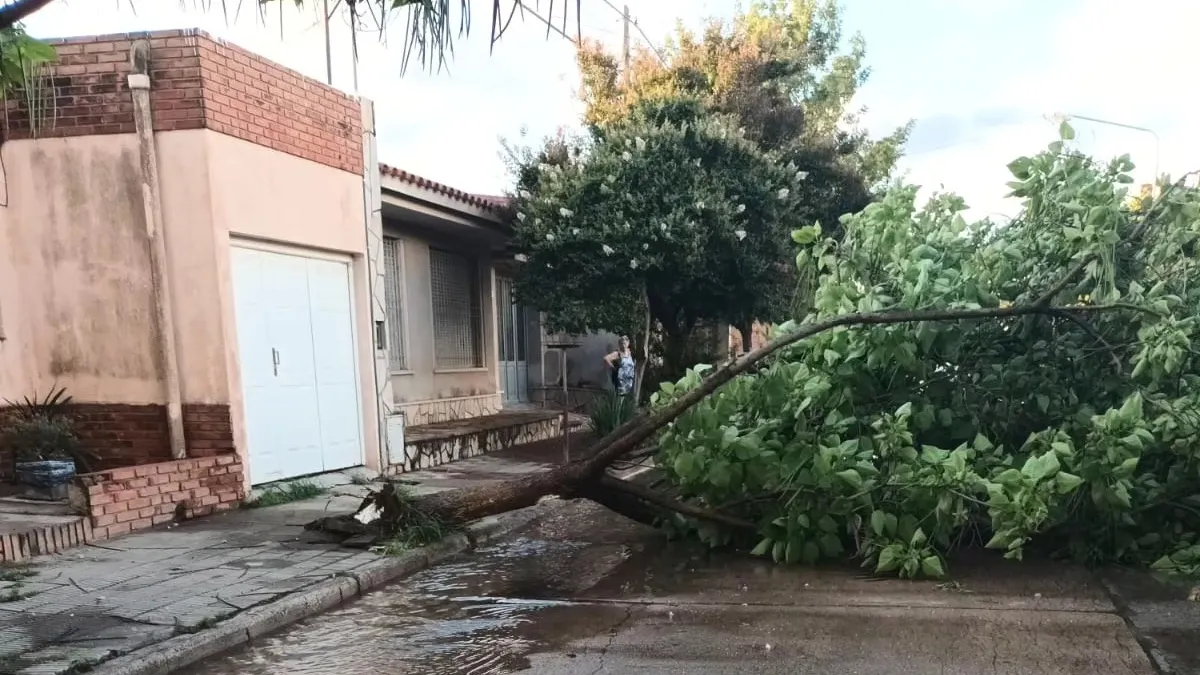 Gran cantidad de árboles caídos tras la tormenta de ayer en la región
