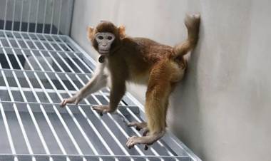 "Retro", el mono clonado abre puertas a la ciencia y también genera temor