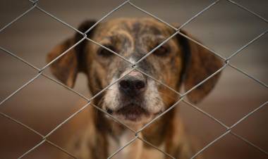 Un refugio para "perros viejos" que busca crear conciencia sobre la adopción responsable