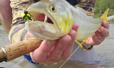 Luego de 30 años, los dorados volvieron a la cuenca del río Cuarto