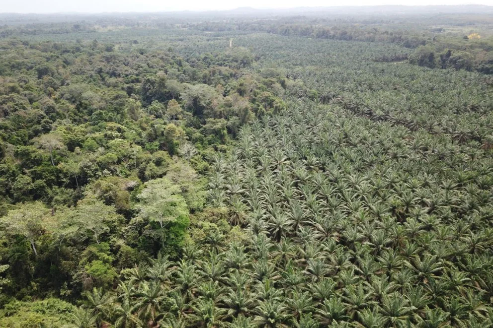 Por qué las plantaciones de aceite de palma podrían poner en riesgo a la biodiversidad
