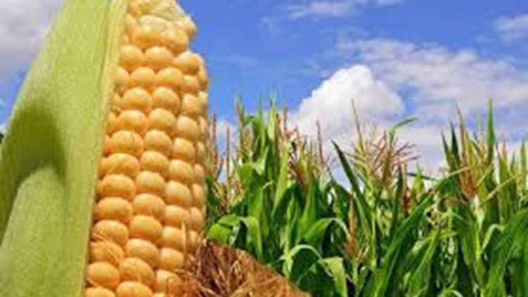 El Gobierno suspendió la exportación de maíz