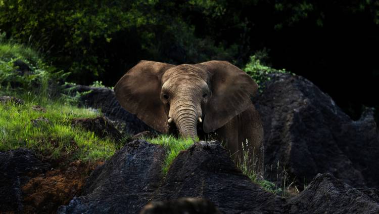 Una elefanta mata a un cuidador en un zoológico de España tras golpearlo con su trompa