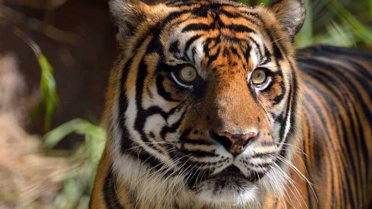 Dos tigres de Sumatra se contagiaron coronavirus en un zoológico