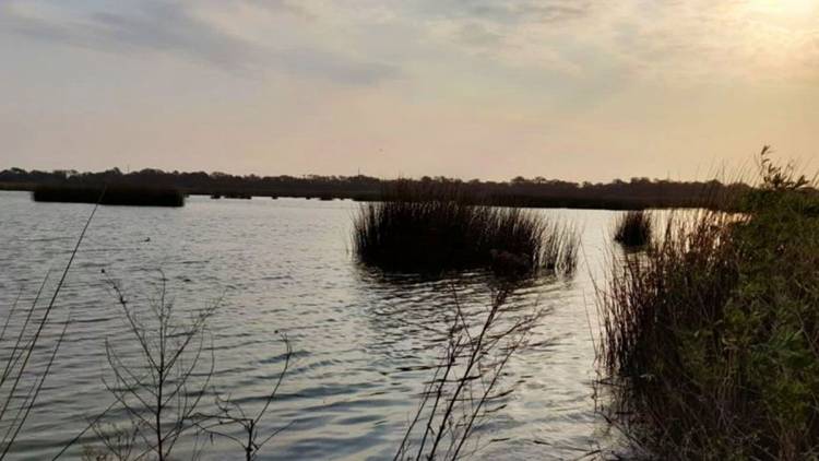 Policía Ambiental rastrea las crías de yacaré vistas en una laguna del sudeste cordobés