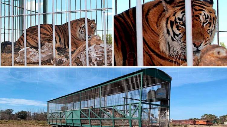 Cuatro tigres abandonados durante 15 años en un vagón de tren en San Luis serán trasladados a Sudáfrica