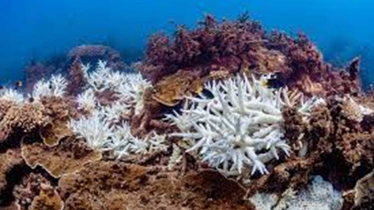 La Gran Barrera de Coral australiana sufre un blanqueamiento por las altas temperaturas