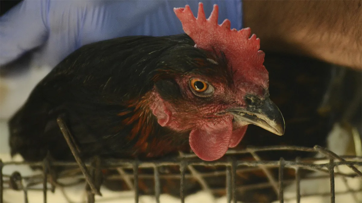 Ya son 7 los casos de gripe aviar detectados en la provincia