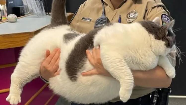 Final feliz: le encontraron hogar al gato "más grande del mundo"