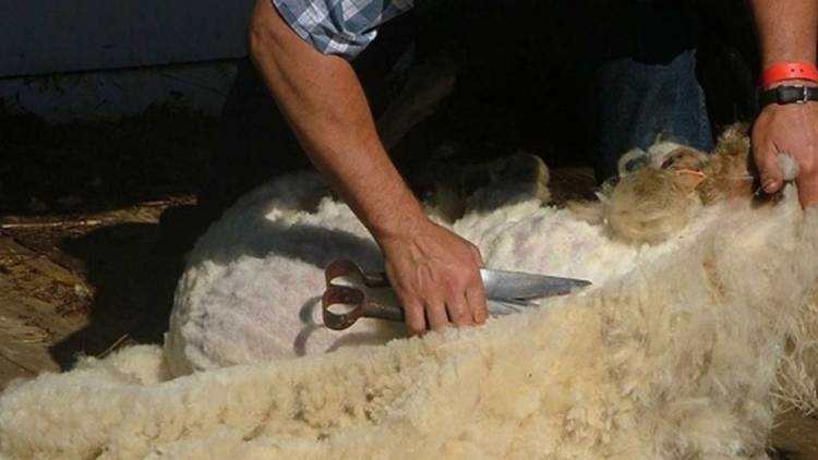 "Aislana": crean estrategias comerciales para reutilizar lana de oveja como aislante en viviendas y autos