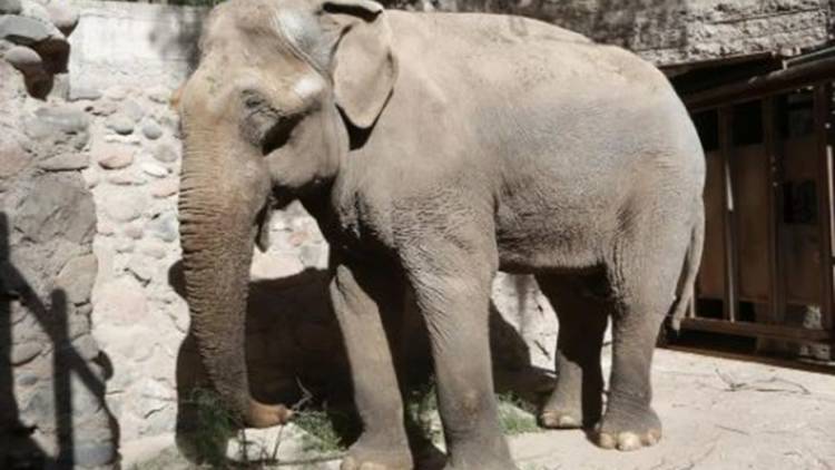 Destinan $4,5 millones para entrenar al elefante Tamy que buscan trasladar a Brasil