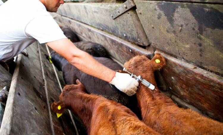 Argentina refuerza controles ante el foco de fiebre aftosa en Alemania