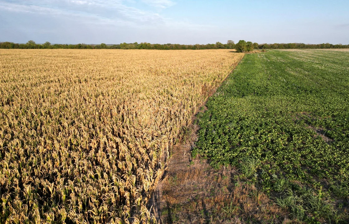 Desesperado rezo del campo a La Niña para que deje pasar agua y salve los cultivos