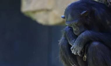 Una chimpancé lleva meses con su cría muerta en un zoológico español