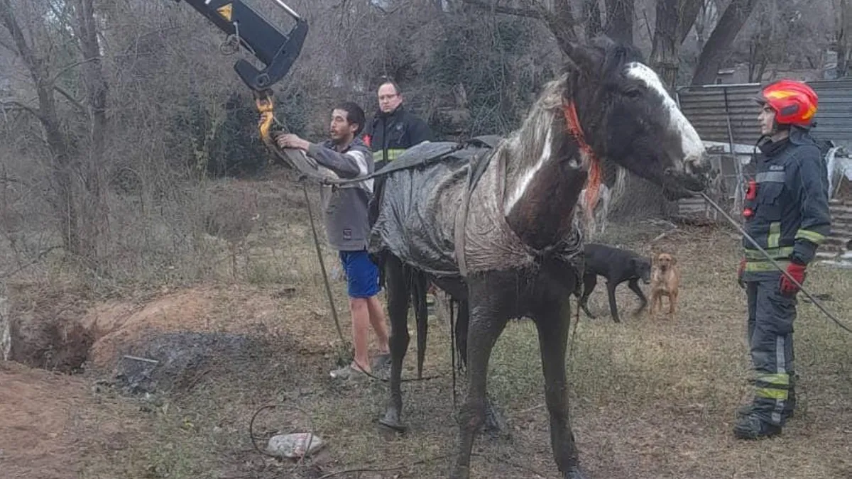 Un caballo cayó en un pozo ciego y con un operativo lograron rescatarlo