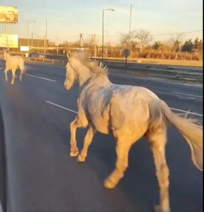 Caballos sueltos en Panamericana: fueron recuperados sin lesiones y se investigarán las causas del incidente