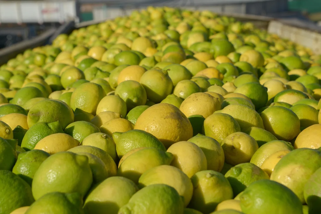 Argentina abrió la exportación a Ecuador de cítricos dulces, limón y carne bovina con hueso