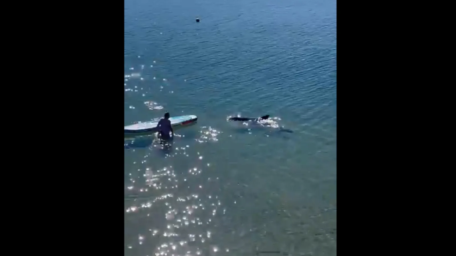 Un delfín, protagonista del último vídeo viral al ayudar a un surfista que se había caído de la tabla